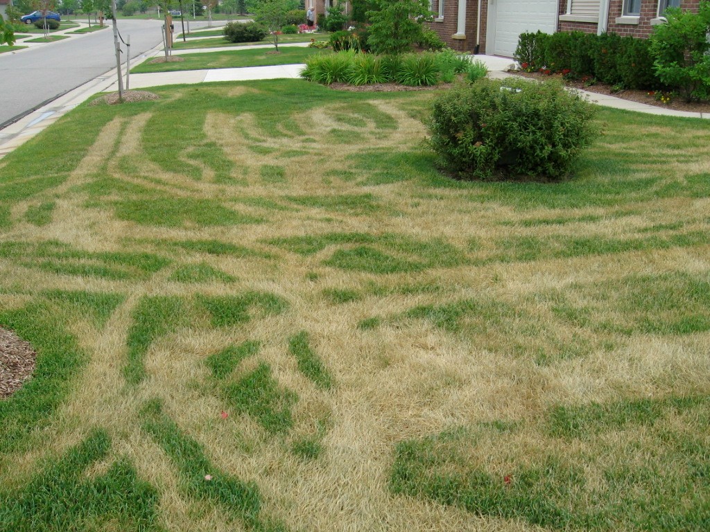 Equipment tracking damage on wilting turf in a front yard.